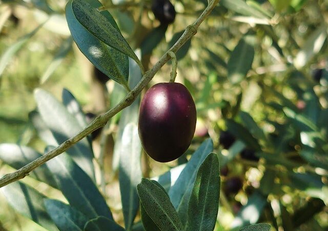 Cosa si intende per olio monocultivar o monovarietale?