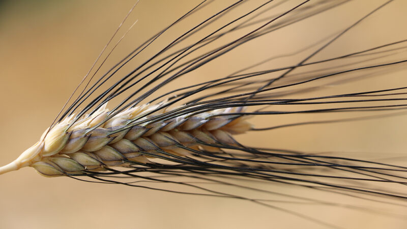 Farina senatore Cappelli: caratteristiche e proprietà